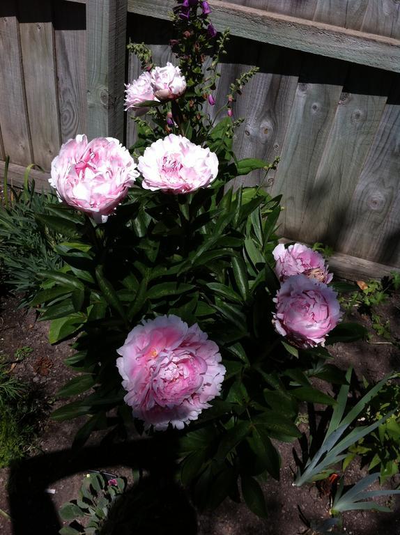 Garden Bed And Breakfast Christchurch Exterior foto