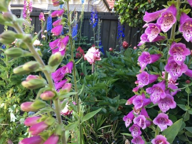 Garden Bed And Breakfast Christchurch Exterior foto